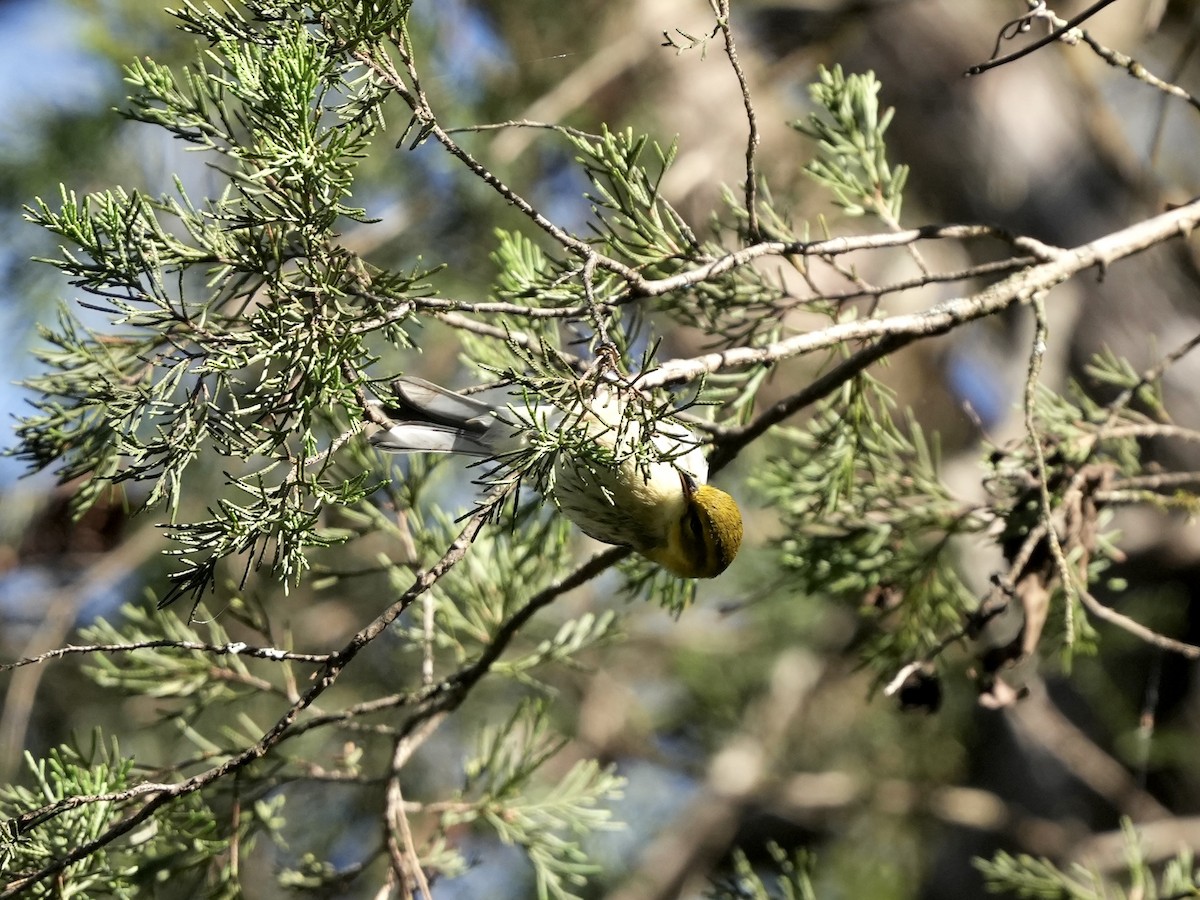 Black-throated Green Warbler - ML643225851
