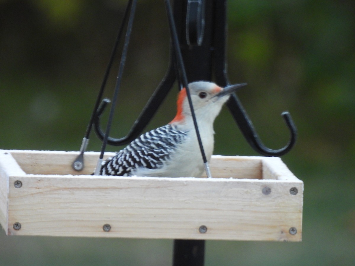 Red-bellied Woodpecker - ML643225863