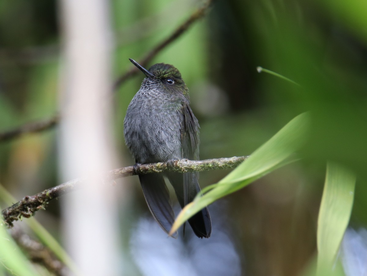 Hoary Puffleg - ML643225864