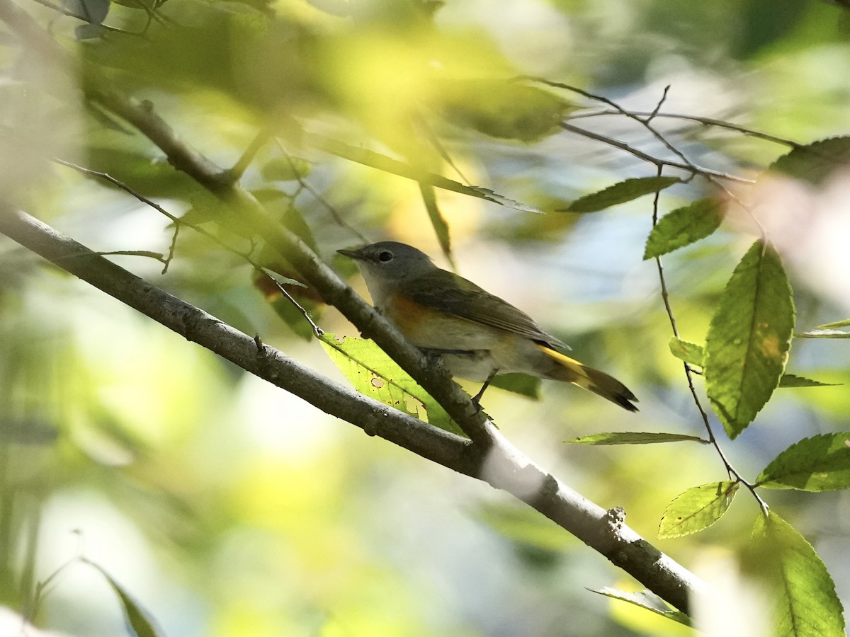 American Redstart - ML643225865