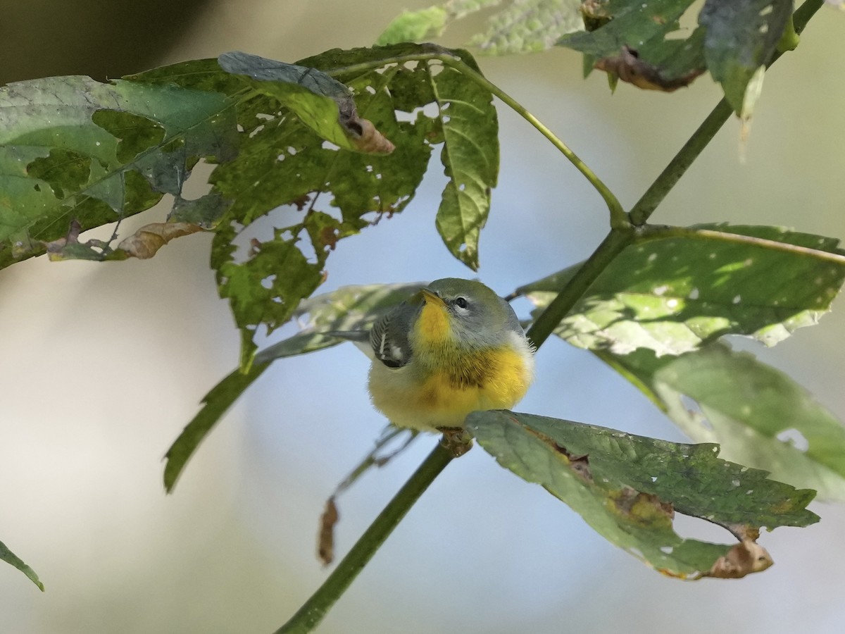 Northern Parula - ML643225869