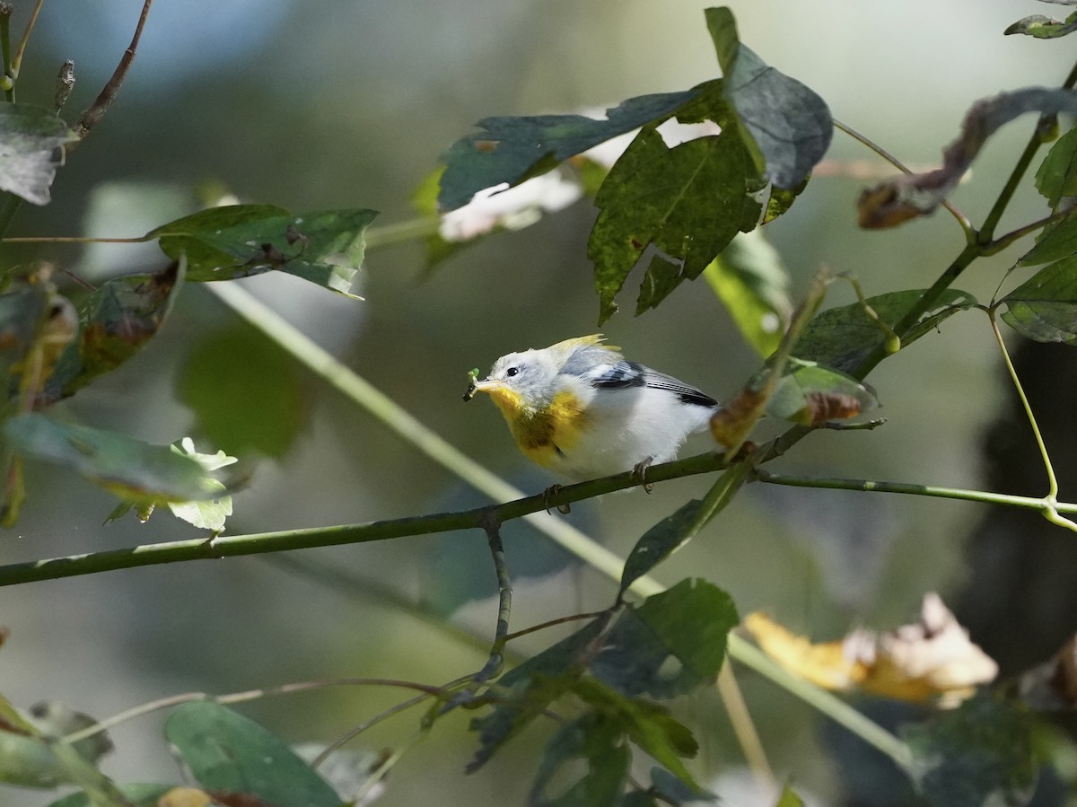 Northern Parula - ML643225870