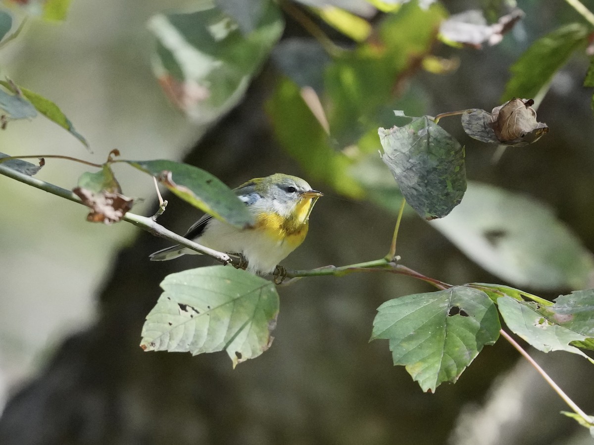 Northern Parula - ML643225871