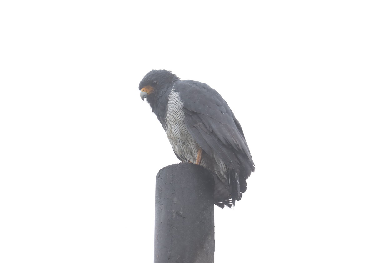 Barred Hawk - ML643225874