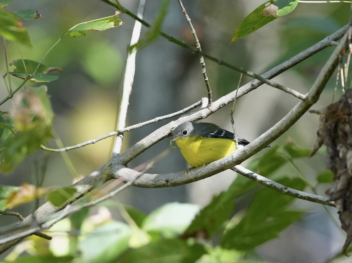 Magnolia Warbler - ML643225880