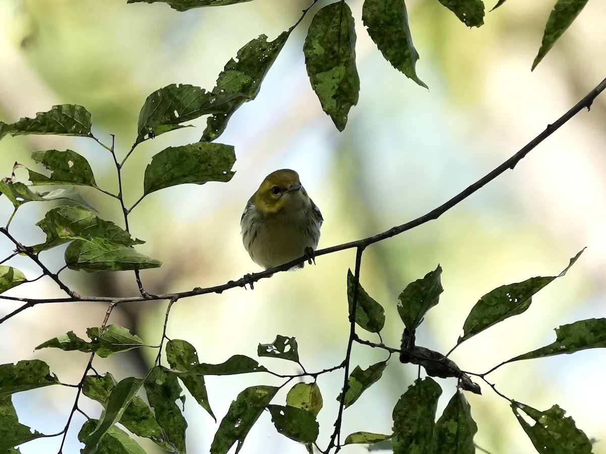 Black-throated Green Warbler - ML643225889
