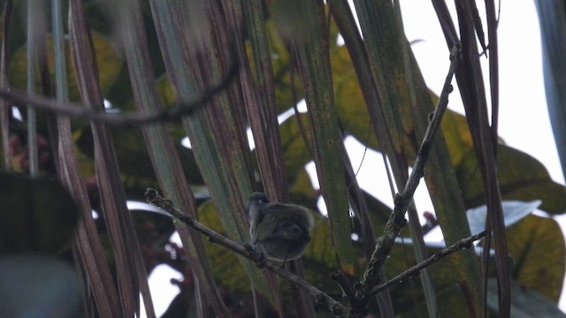 hvitstrupemanakin - ML643225915