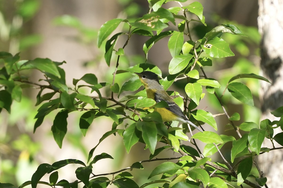 Magnolia Warbler - ML643225921