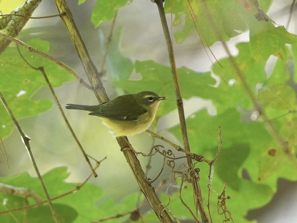 Black-throated Blue Warbler - ML643225928