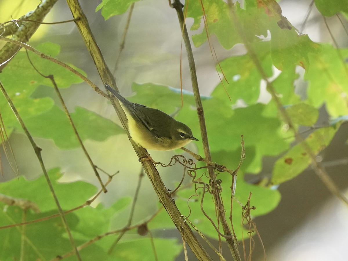 Black-throated Blue Warbler - ML643225929