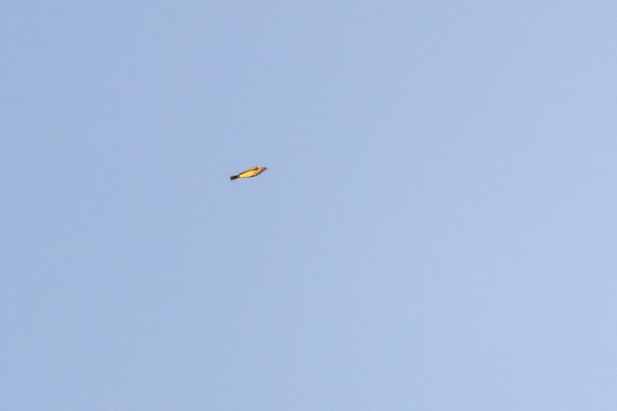 Palm Warbler (Yellow) - ML643225946