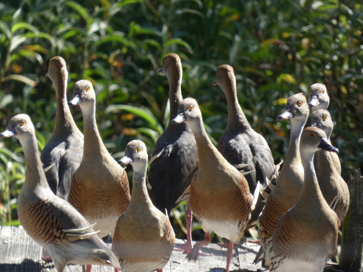 Plumed Whistling-Duck - ML643225951