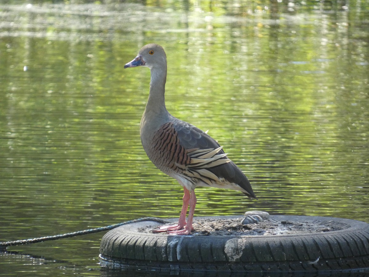 Plumed Whistling-Duck - ML643225969