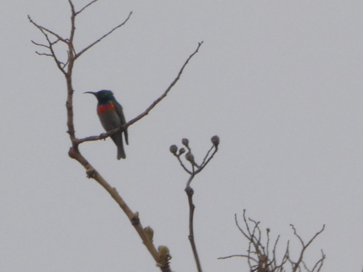 Forest Double-collared Sunbird - ML643225970