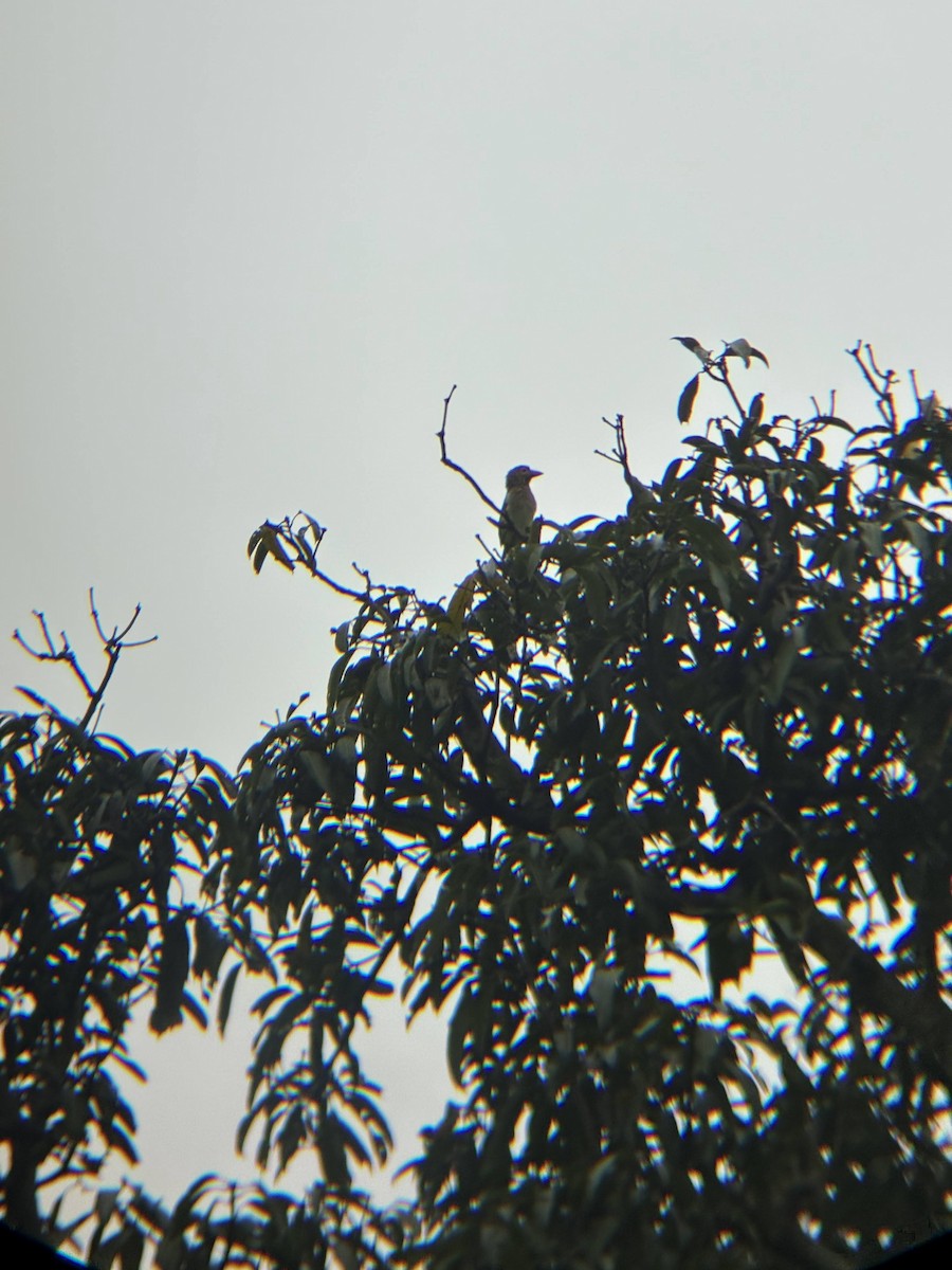 Brown-headed Barbet - ML643225981