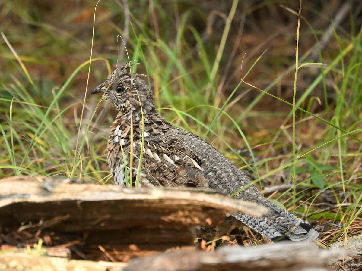 Ruffed Grouse - ML643225983
