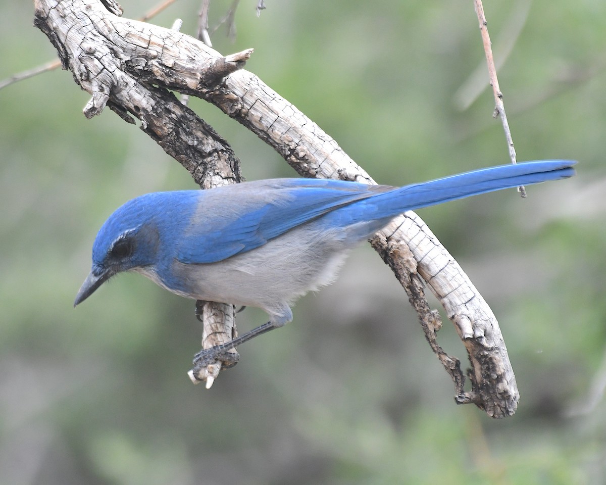 Woodhouse's Scrub-Jay - ML643225985