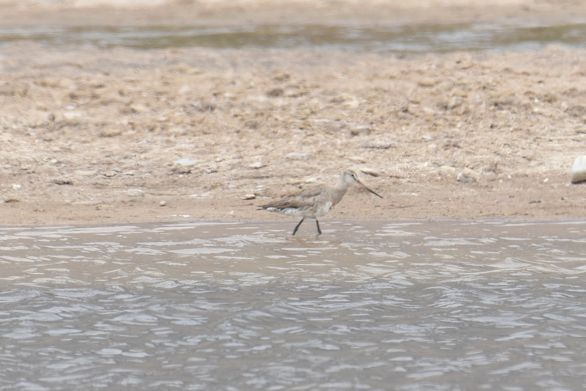 Hudsonian Godwit - ML643225992