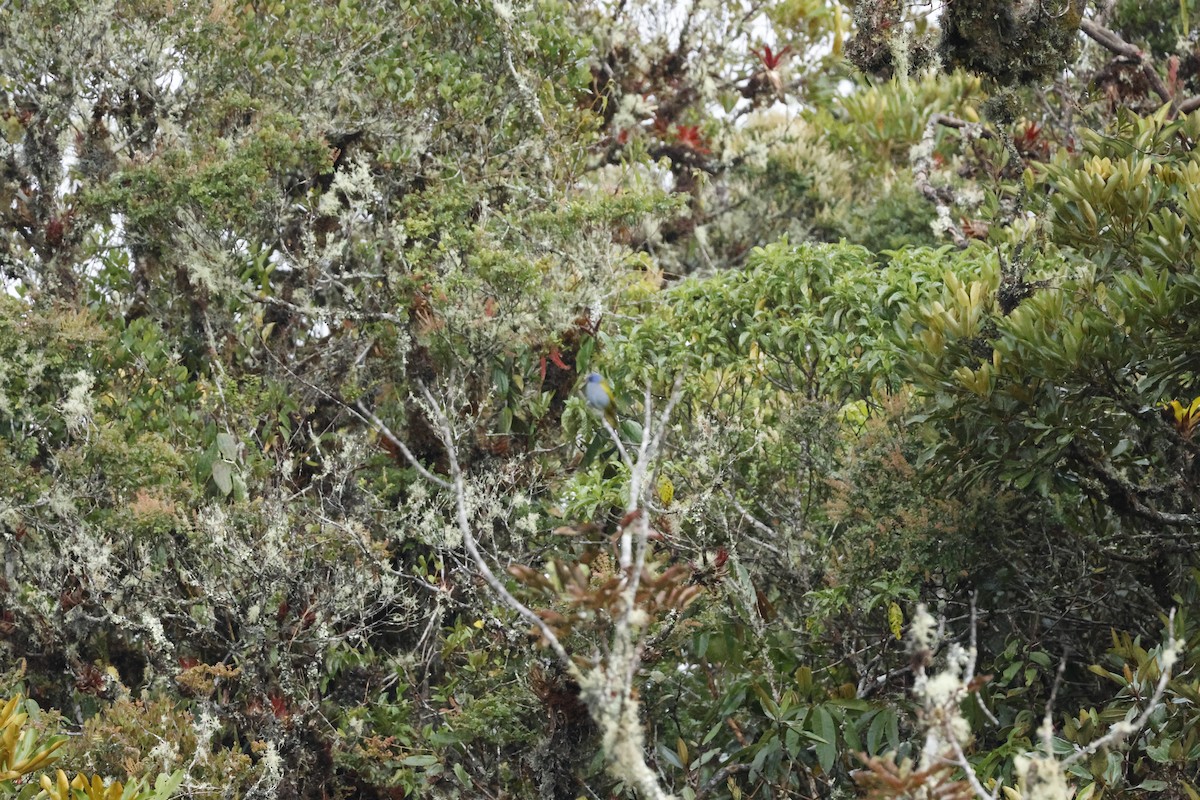 Blue-capped Tanager - ML643225994