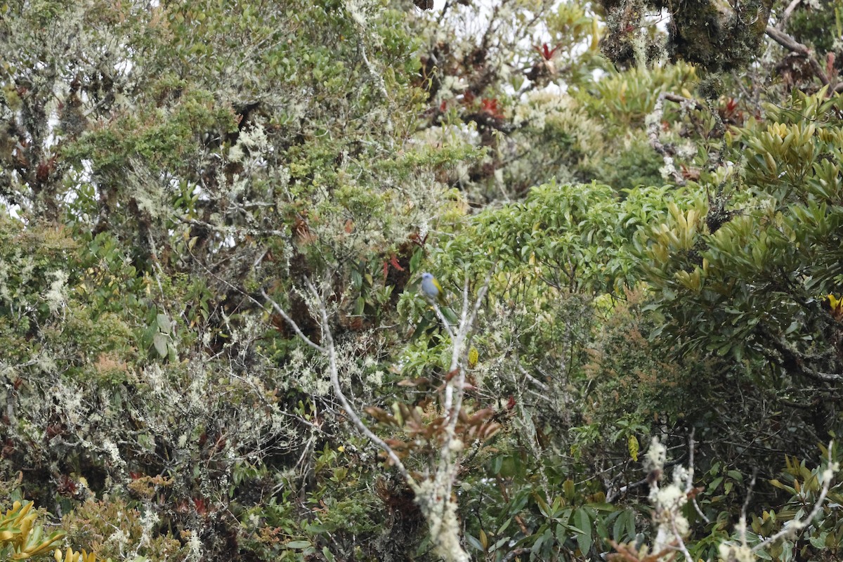 Blue-capped Tanager - ML643225995