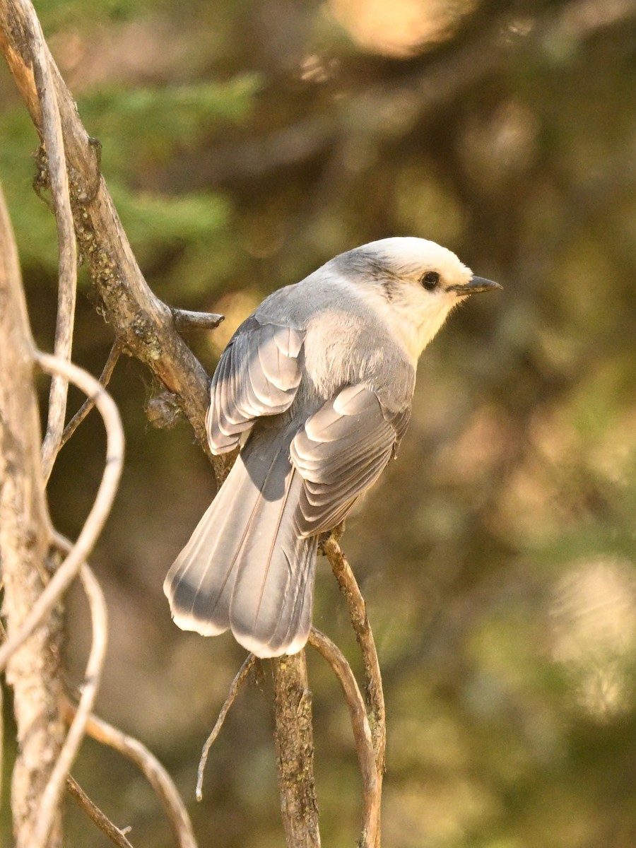 Canada Jay - ML643225997