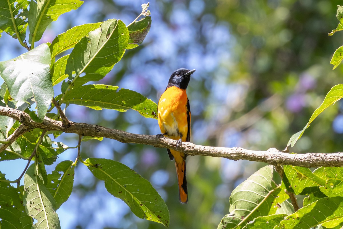 Orange Minivet - ML643225998