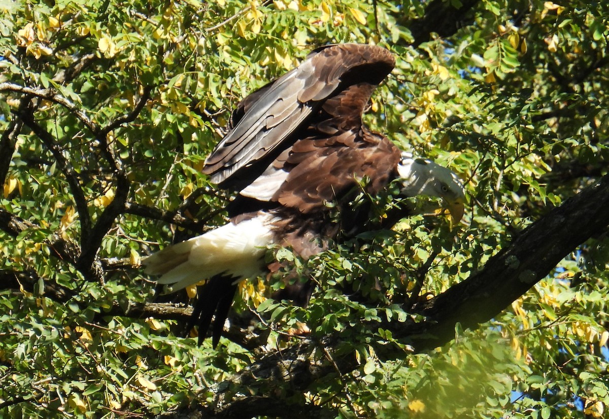 Bald Eagle - ML643225999