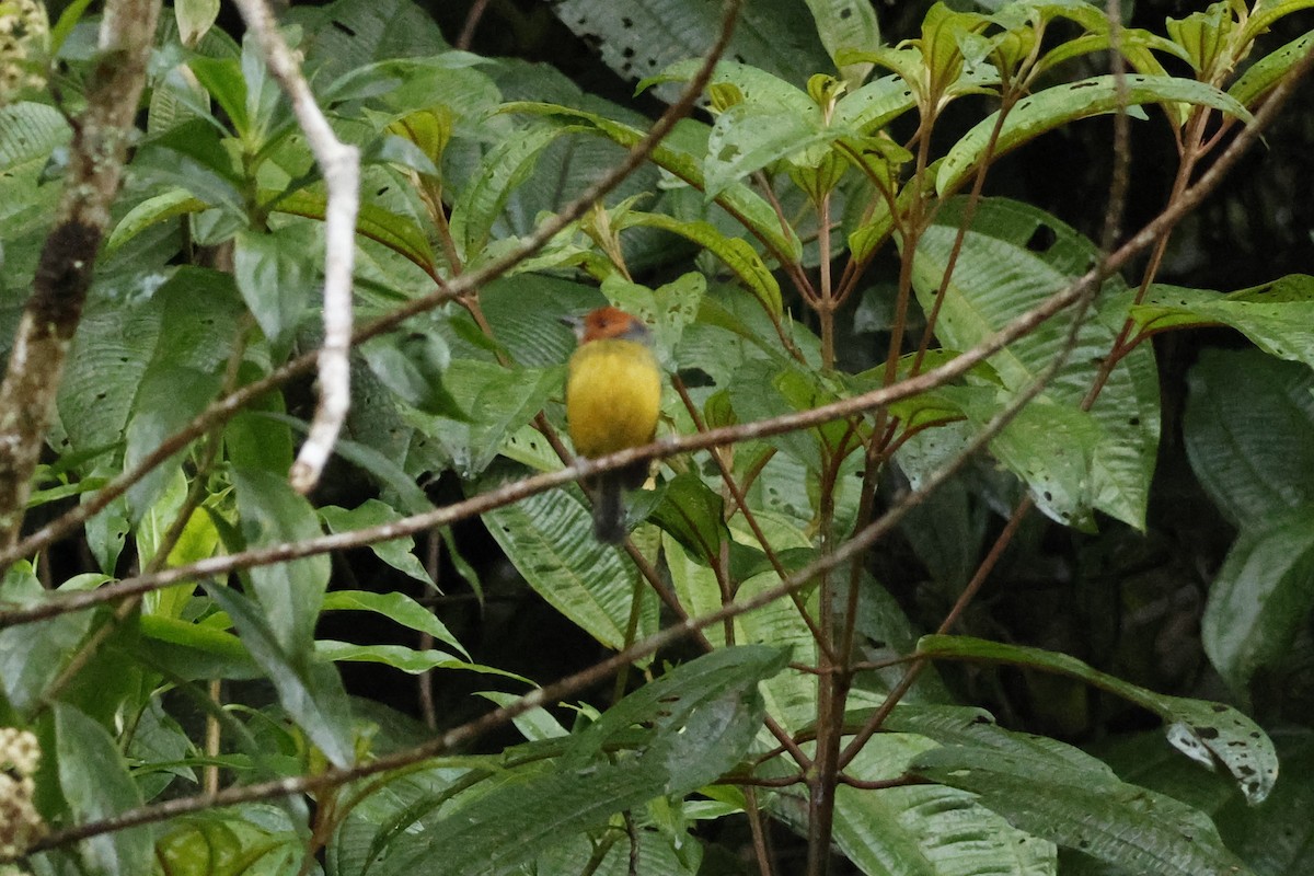 Johnson's Tody-Flycatcher - ML643226001