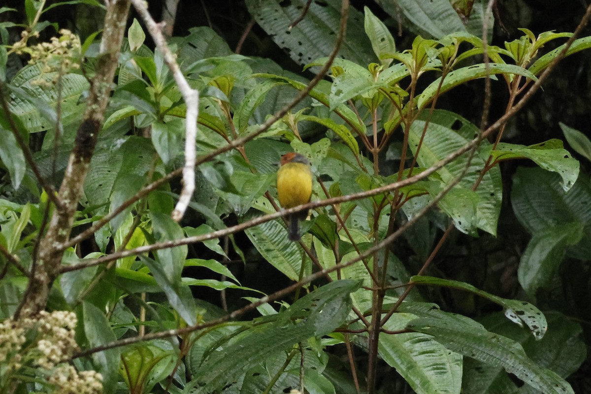 Johnson's Tody-Flycatcher - ML643226002