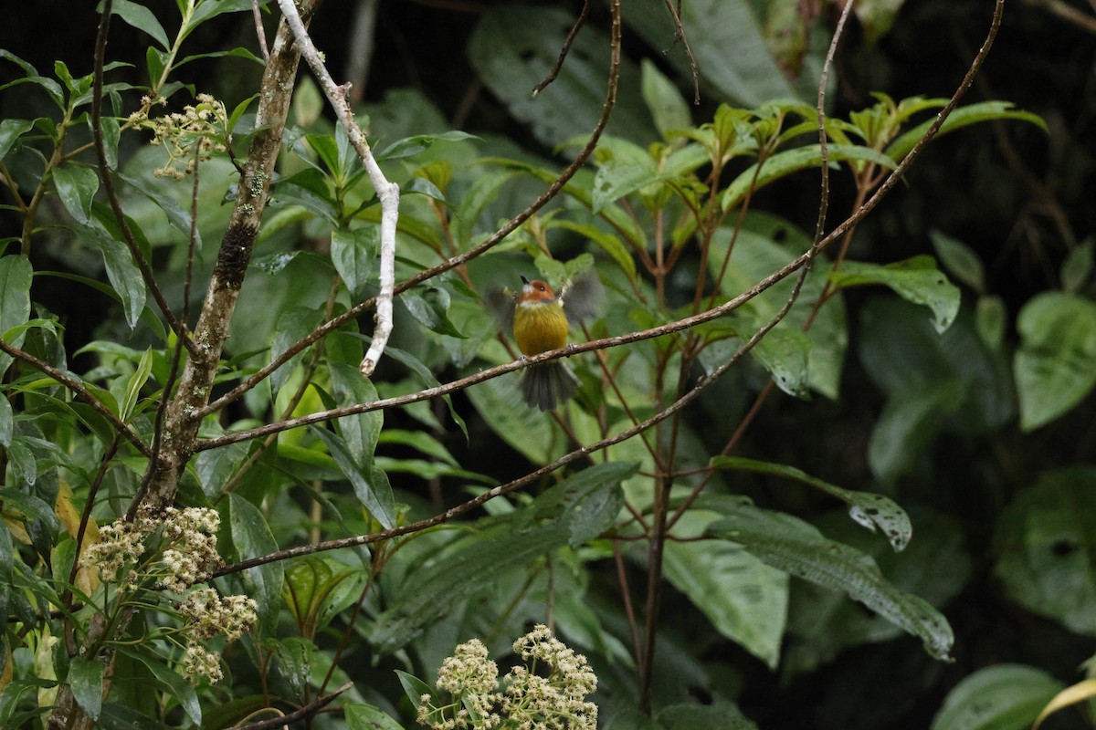 Johnson's Tody-Flycatcher - ML643226004