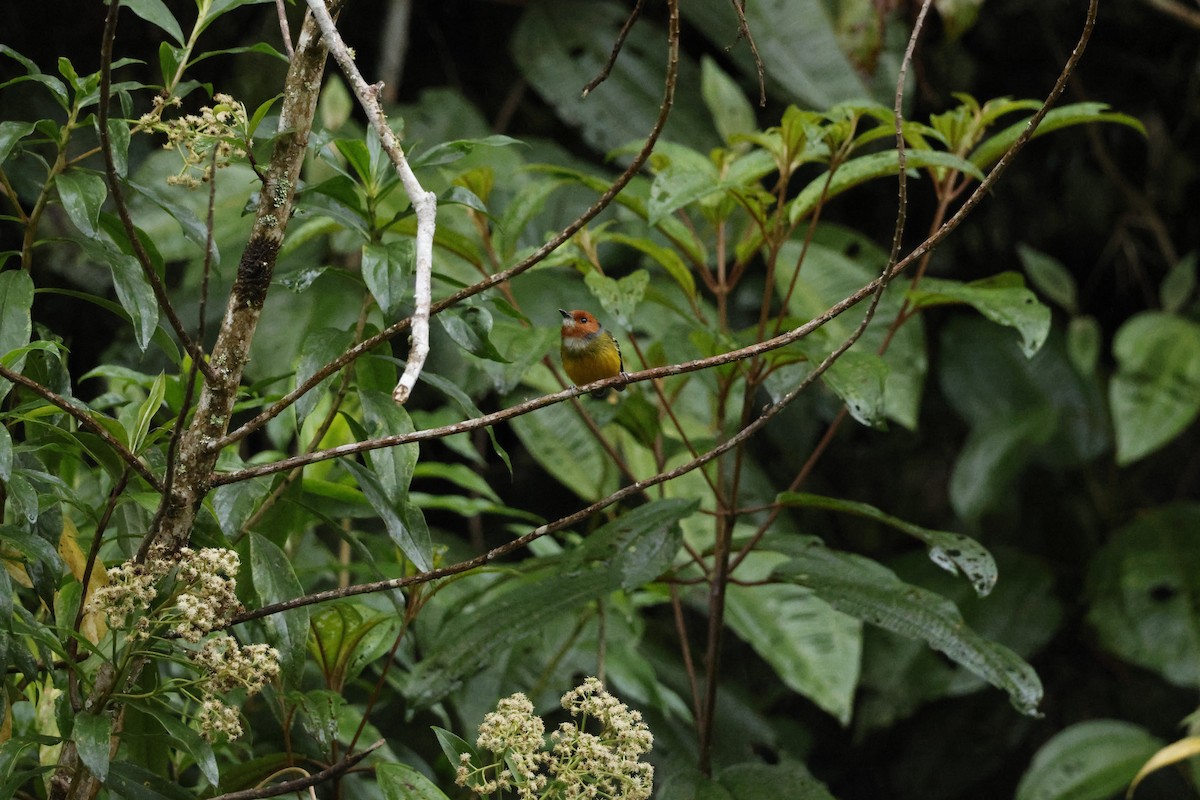 Johnson's Tody-Flycatcher - ML643226005