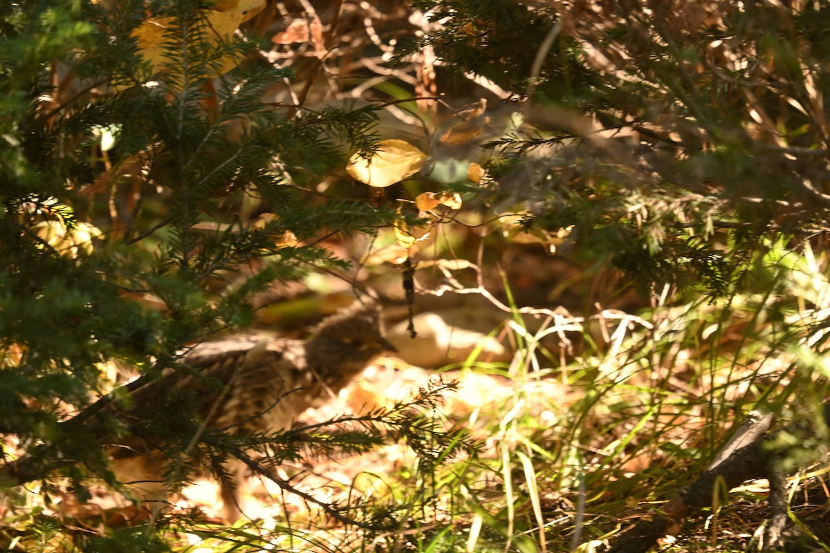 Ruffed Grouse - ML643226007