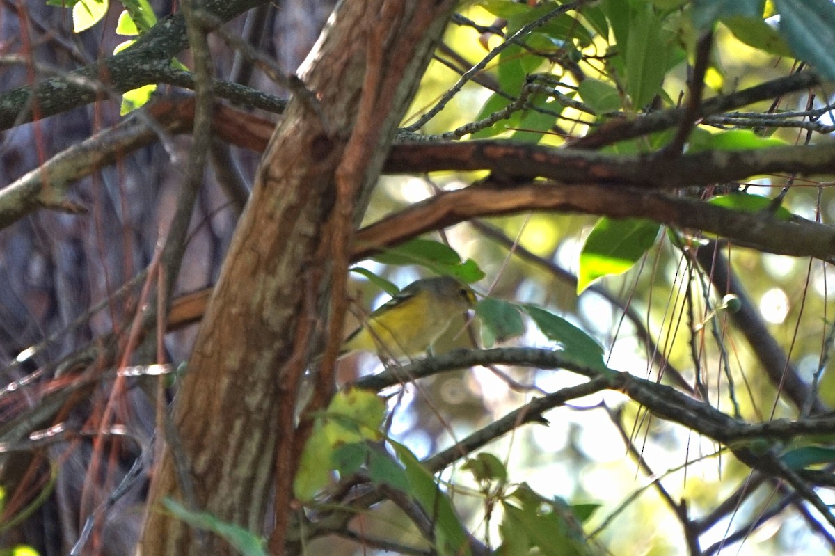 White-eyed Vireo - ML643226009