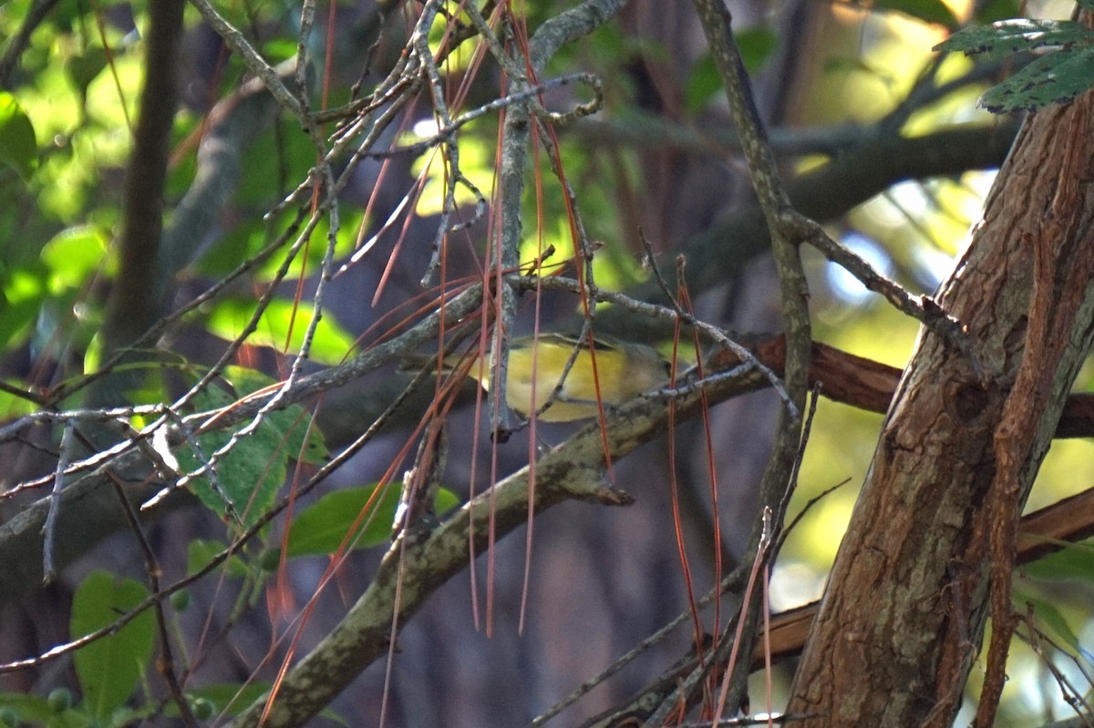 White-eyed Vireo - ML643226010