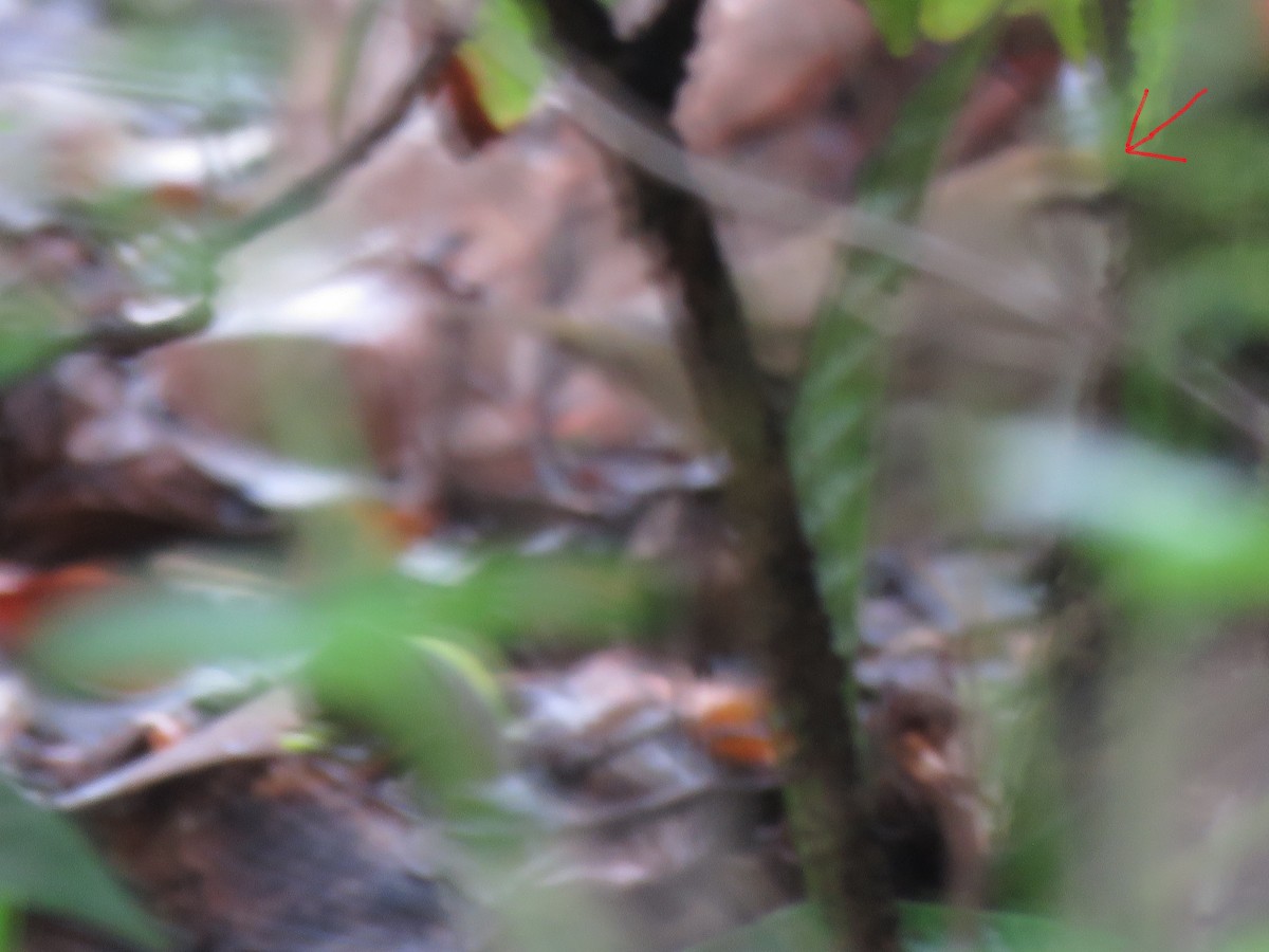 Swainson's Warbler - ML643226028