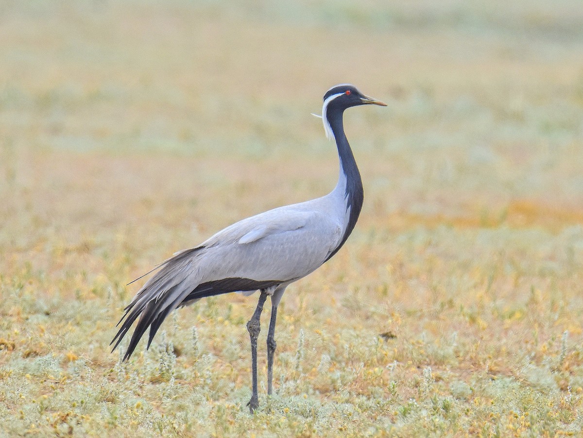 Demoiselle Crane - ML643226034