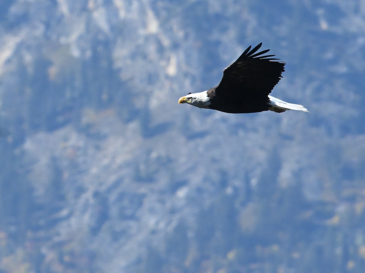 Bald Eagle - ML643226038