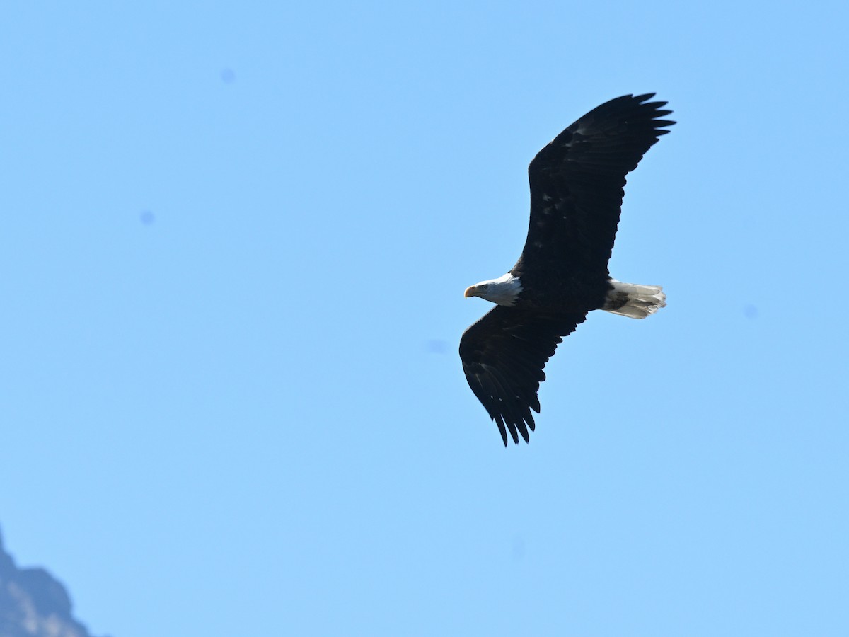 Bald Eagle - ML643226039