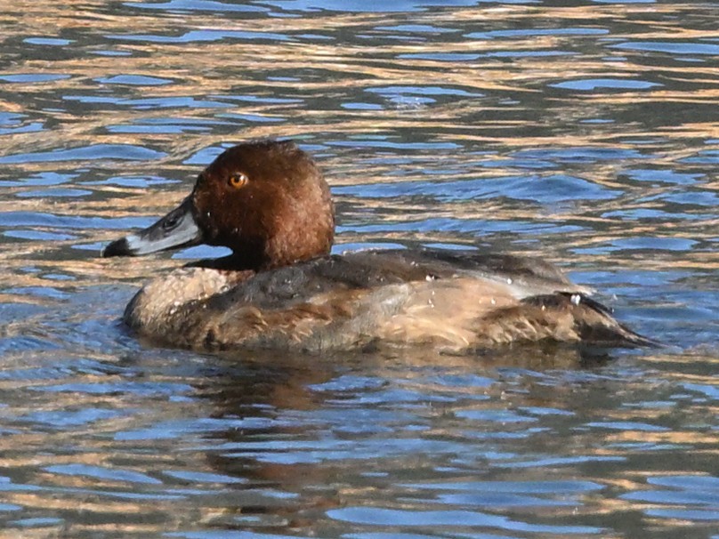 Redhead - ML643226044