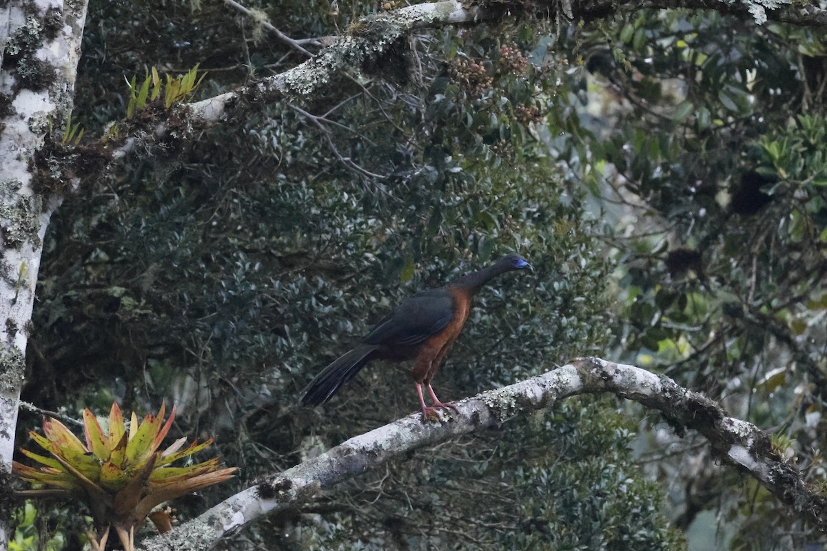 Sickle-winged Guan - ML643226072