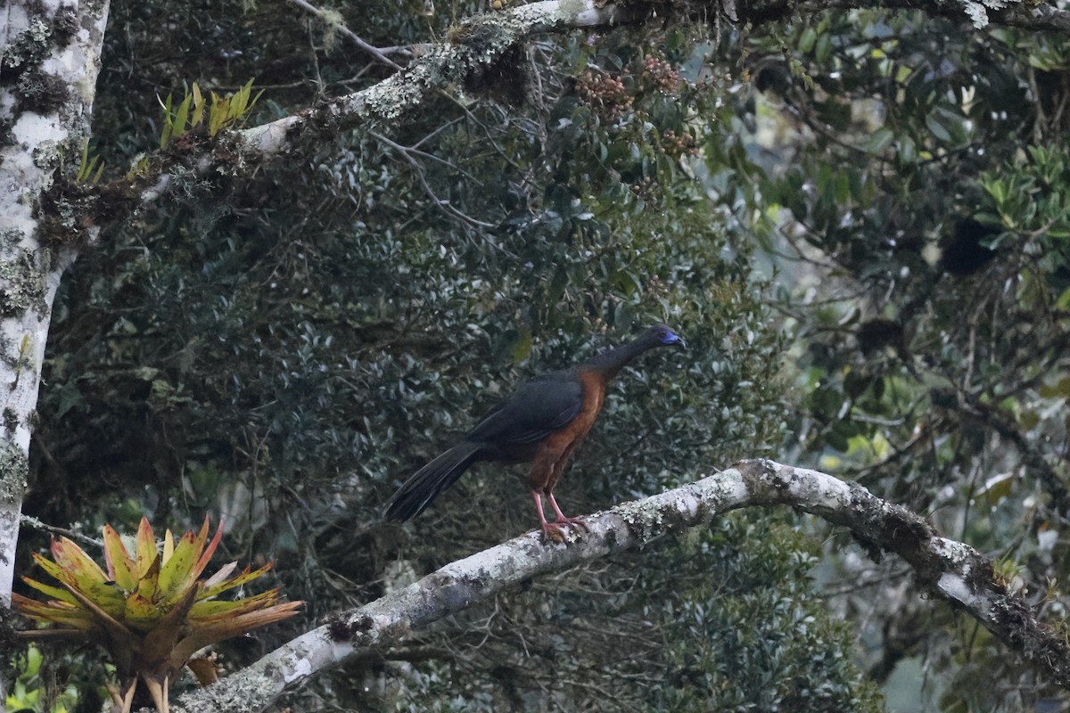 Sickle-winged Guan - ML643226073