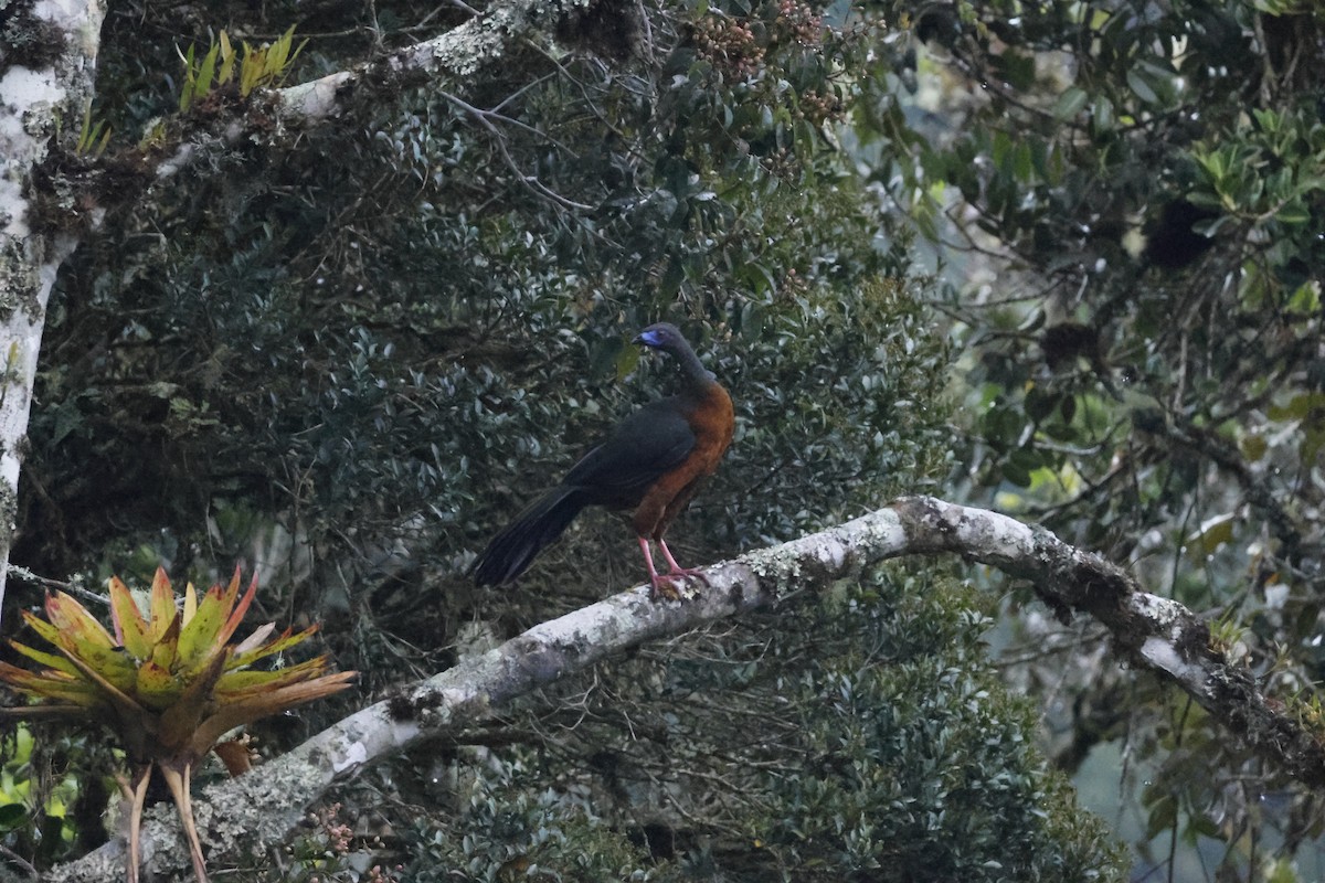 Sickle-winged Guan - ML643226074