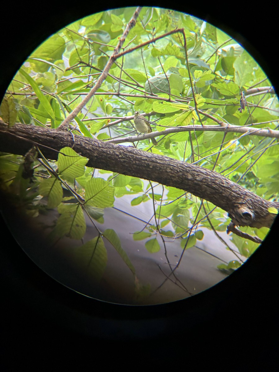 White-browed Bulbul - ML643226094