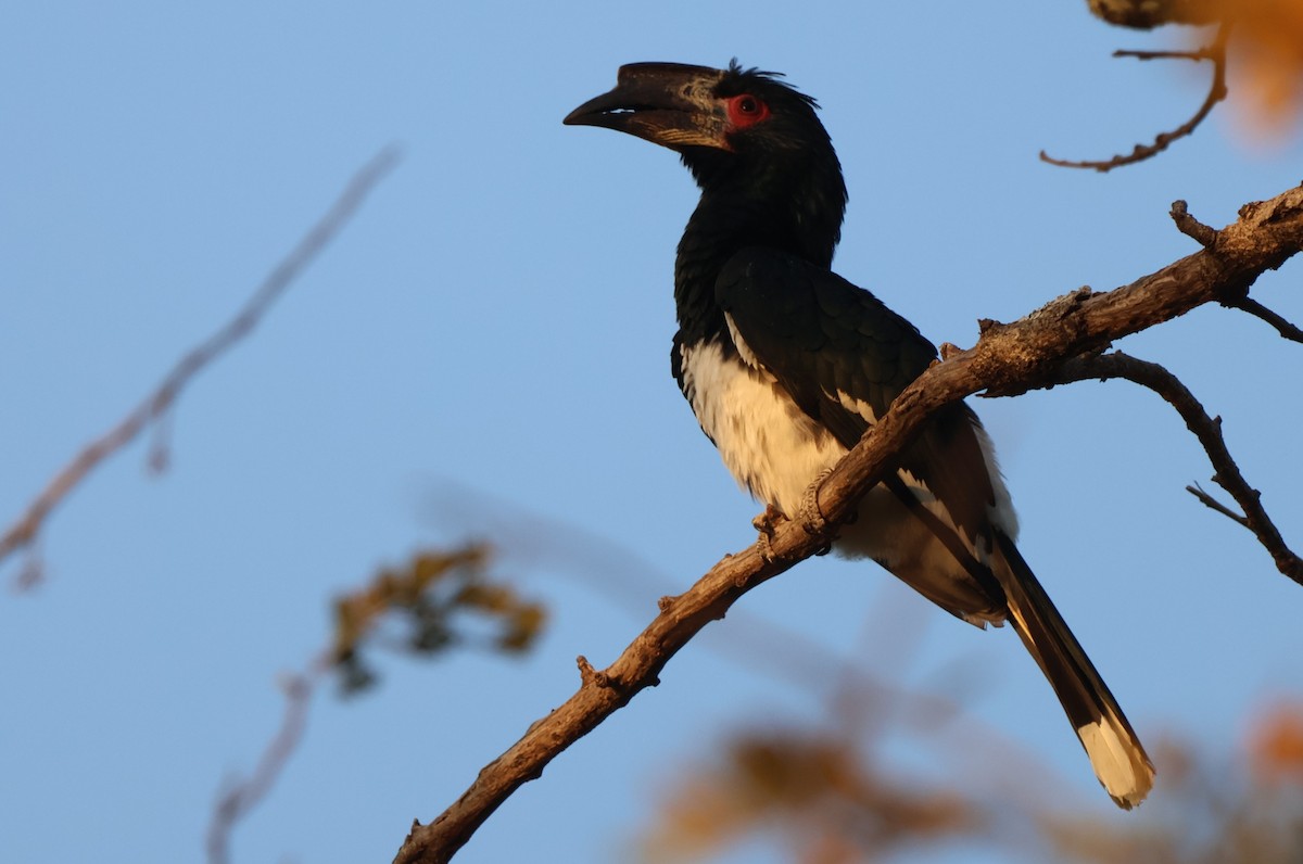 Trumpeter Hornbill - ML643226099
