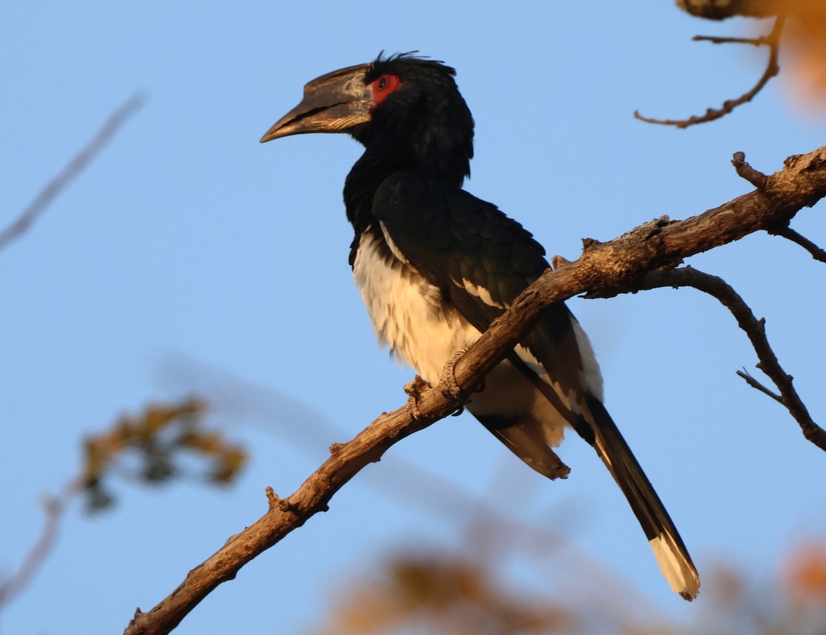 Trumpeter Hornbill - ML643226101