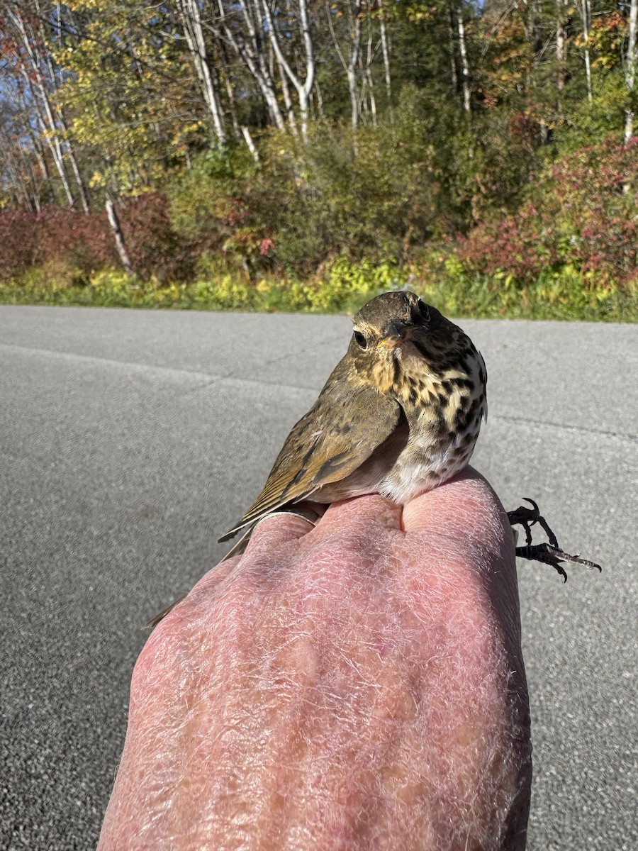 Swainson's Thrush - ML643226113