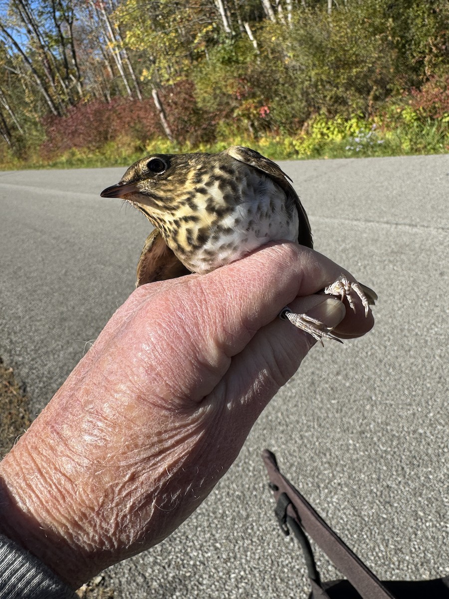 Swainson's Thrush - ML643226114