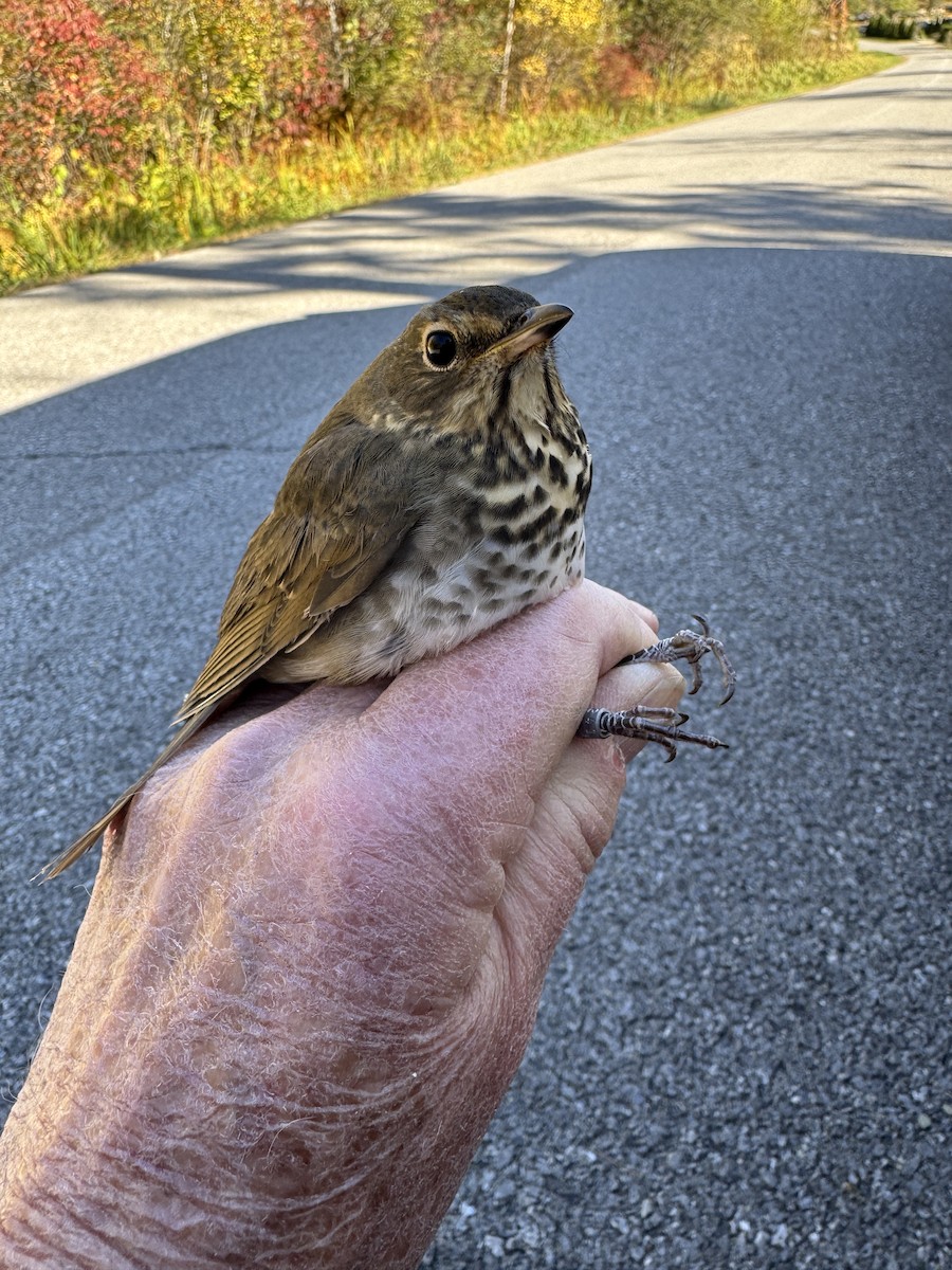 Swainson's Thrush - ML643226115