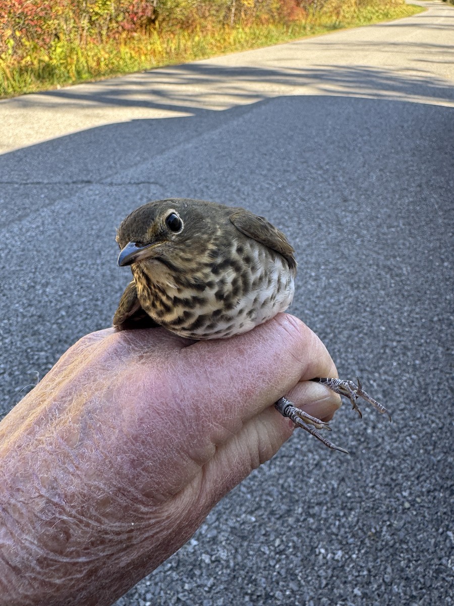 Swainson's Thrush - ML643226116