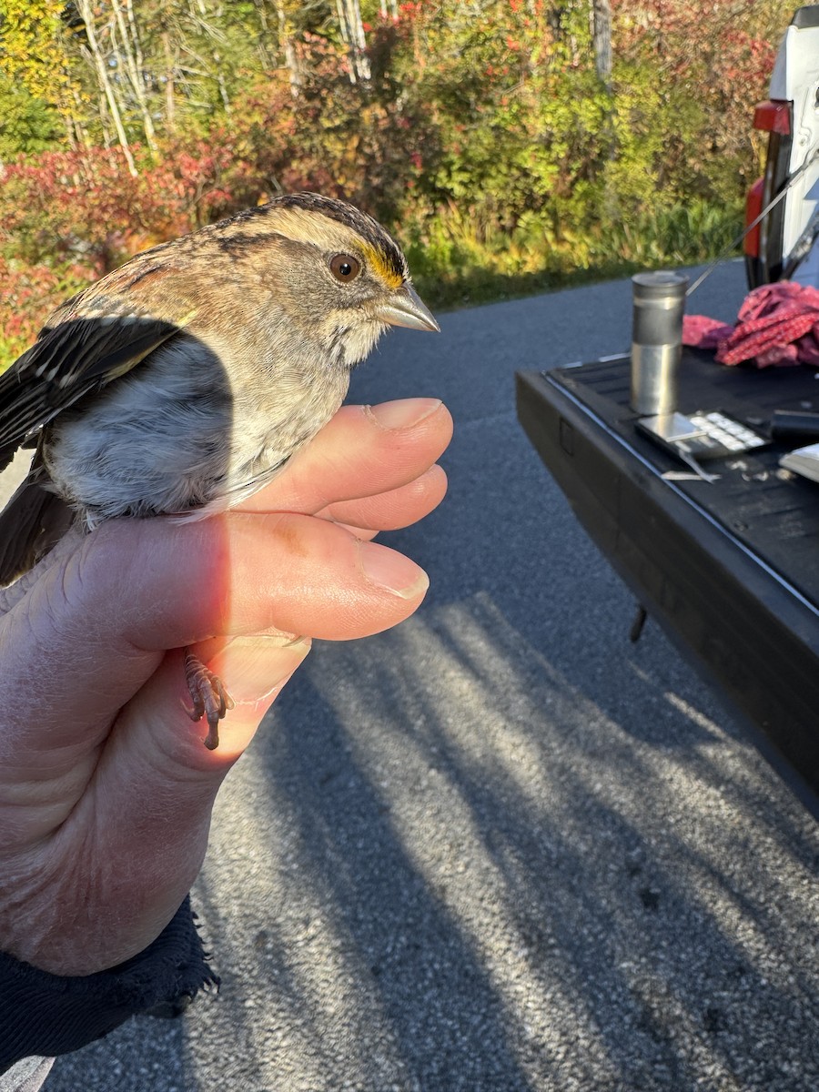 White-throated Sparrow - ML643226125